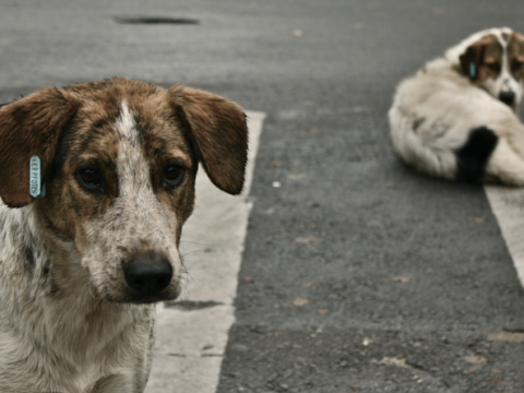 Zdjęcie przedstawiające dwa bezdomne psy na ulicy miasta.
